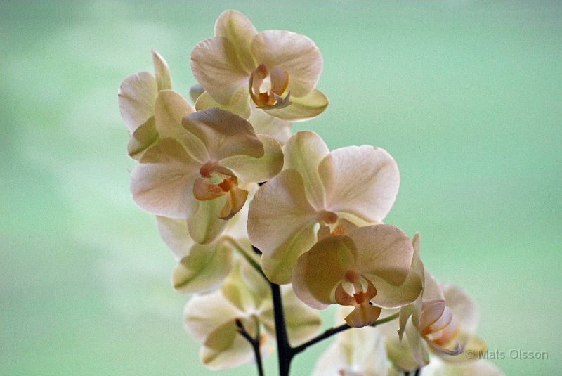 Orkide 2.jpg - Orkidé
